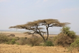 Аруша - это отправная точка для многих сафари по национальным паркам и заповедникам северной Танзании.